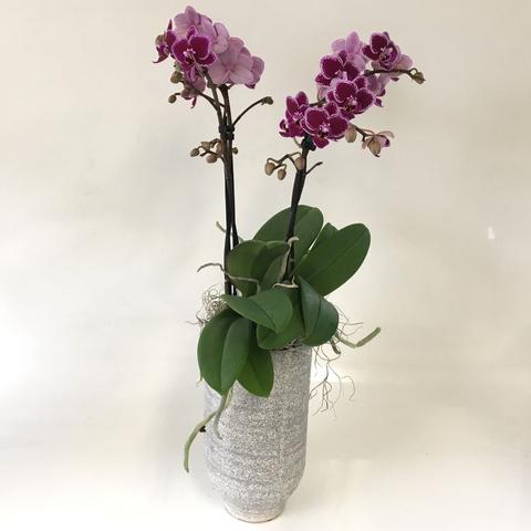 Fenna Orchid