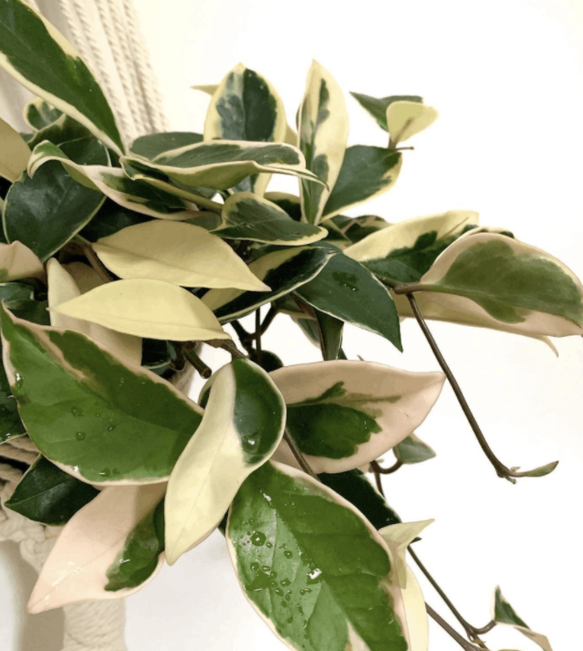 Hoya Krimson Queen 6" hanging basket