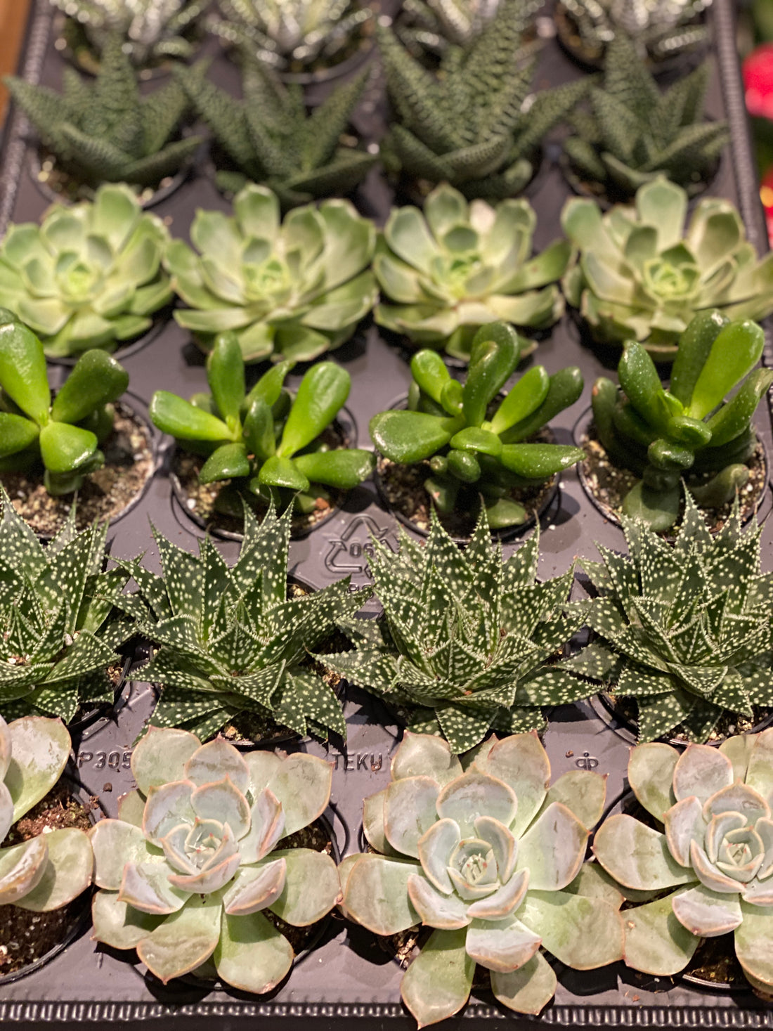 2.5" Succulent Plant