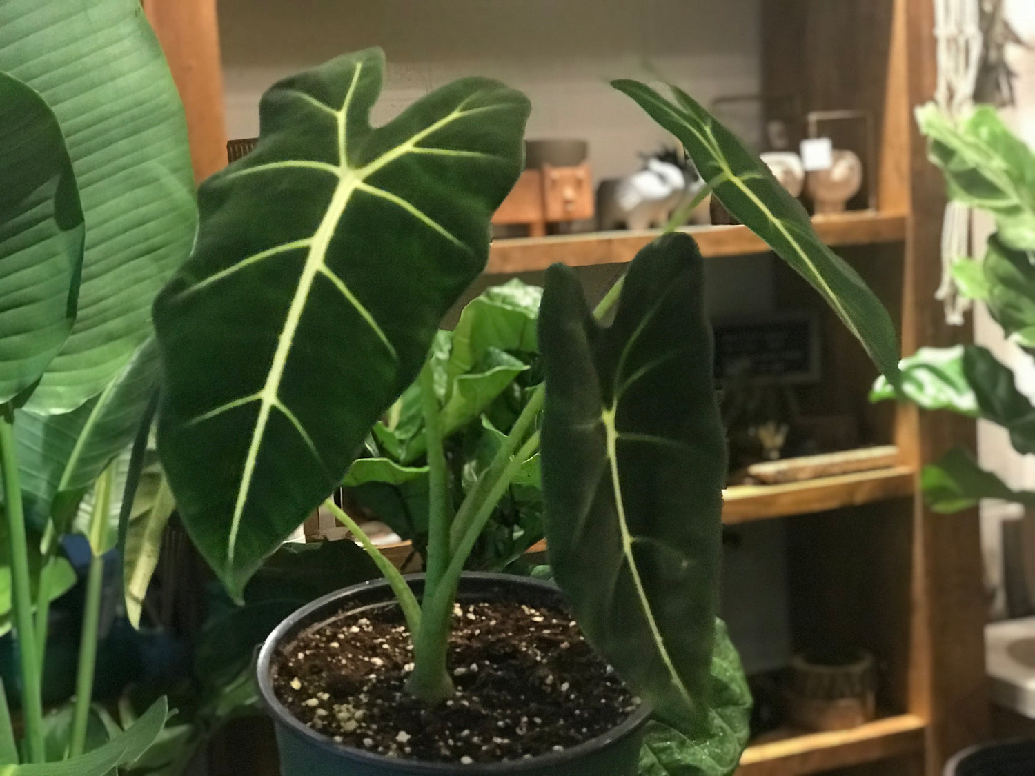 Alocasia Frydek