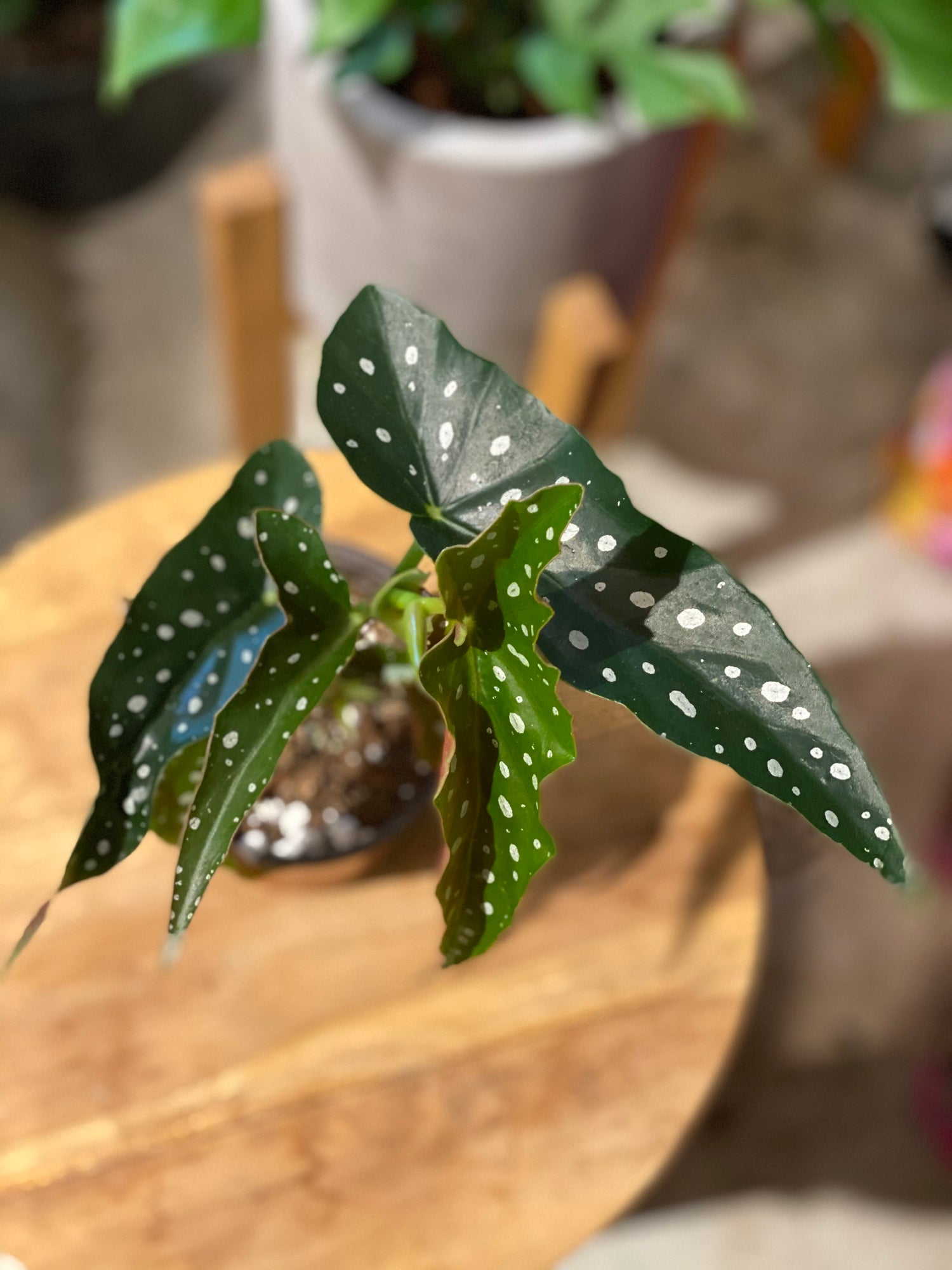 6&quot; Begonia Maculata Angel Wing