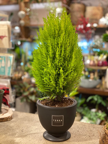 Goldcrest Cypress with pot