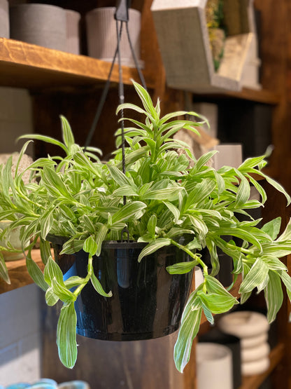 Tradescantia