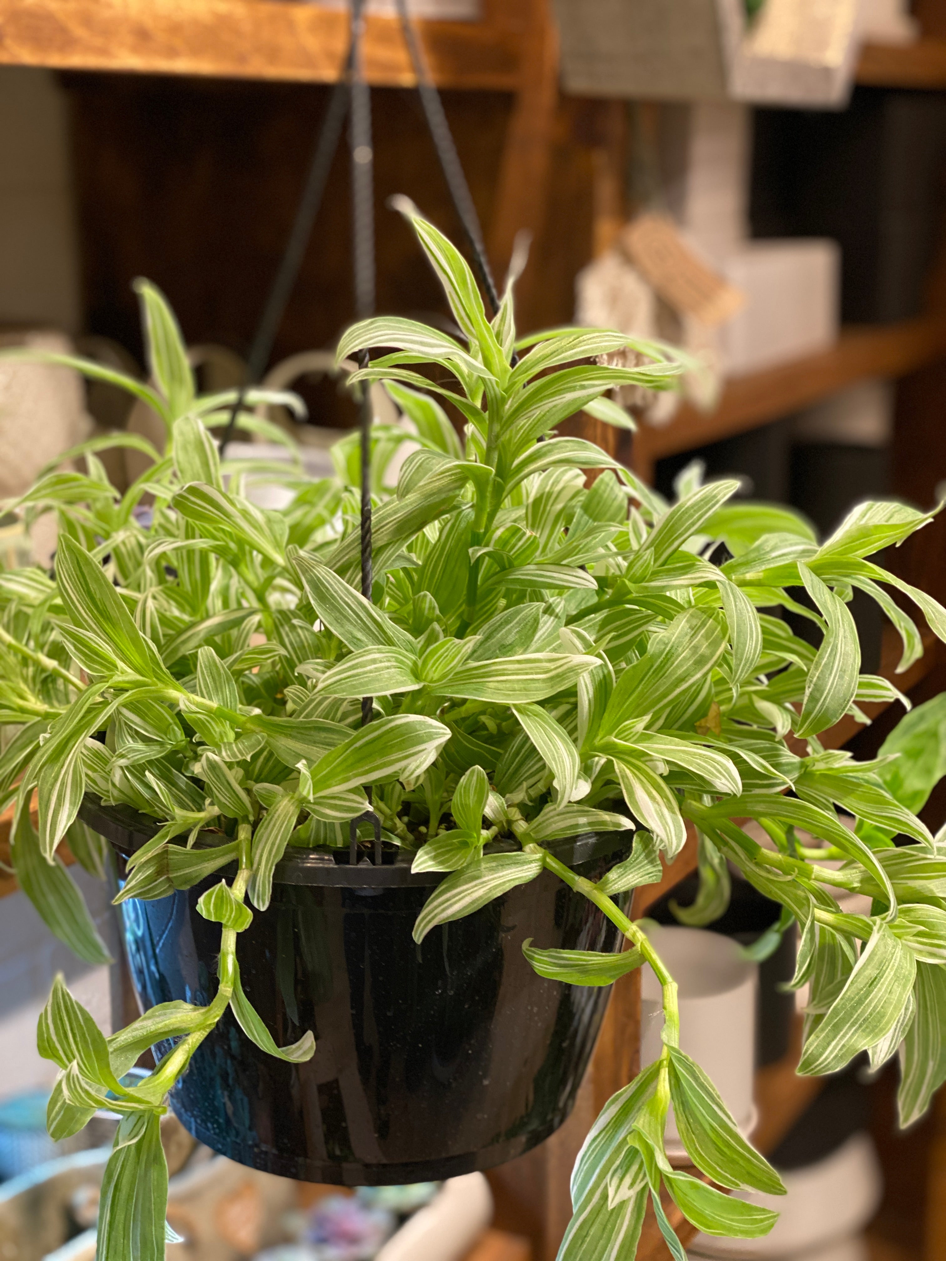 Tradescantia