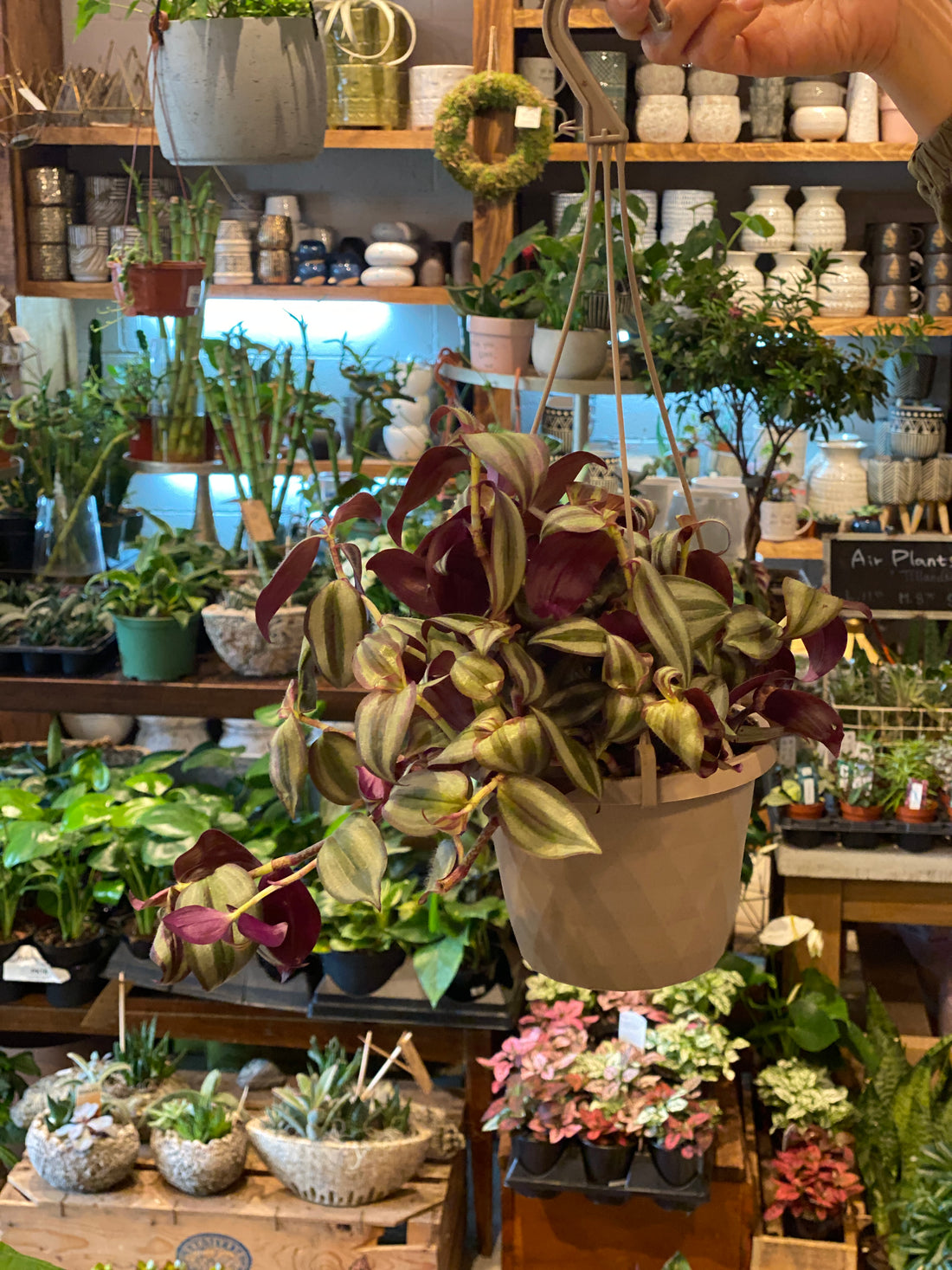 Tradescantia Zebrina