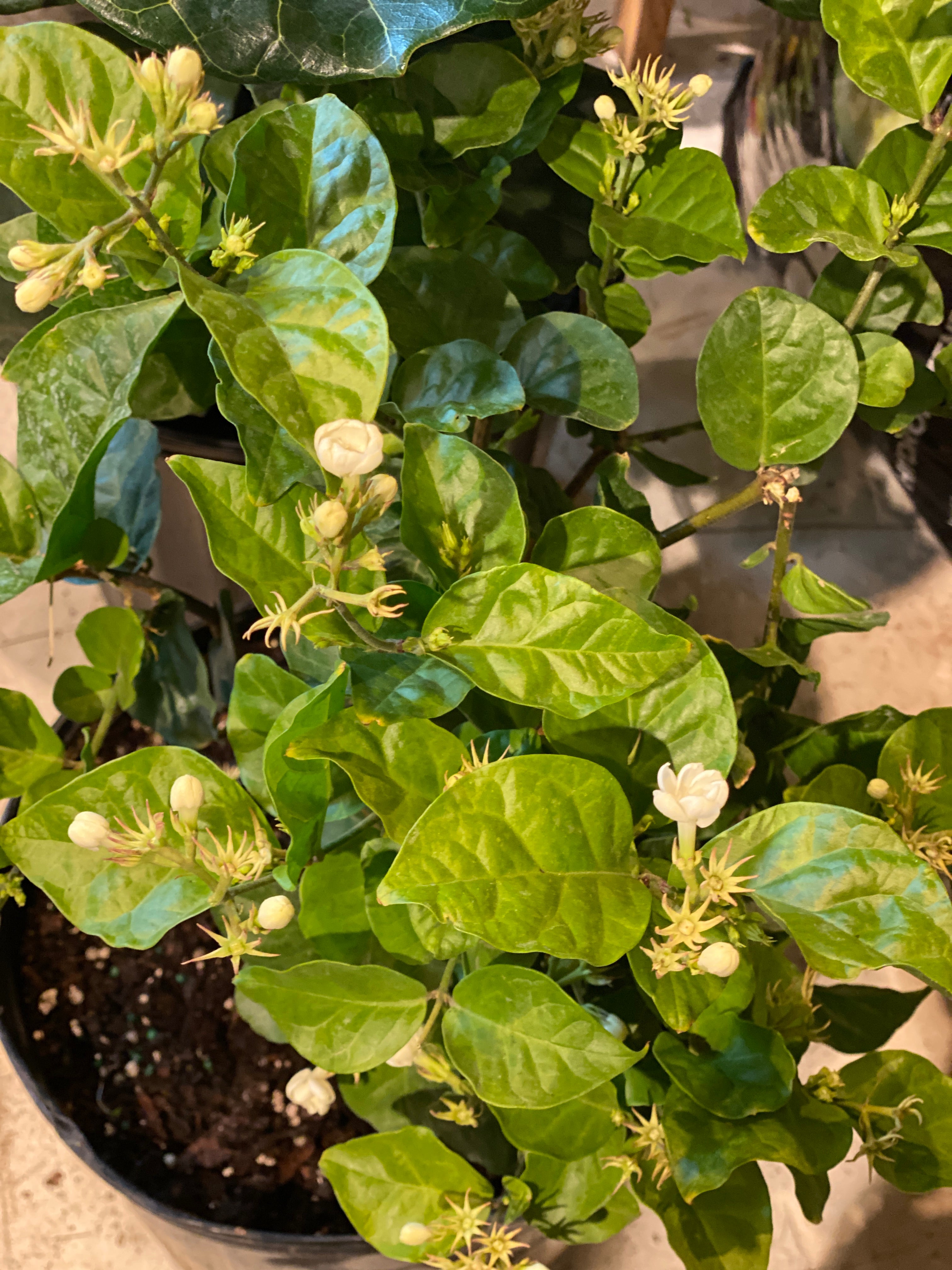 Jasmine Sambac 10" pot