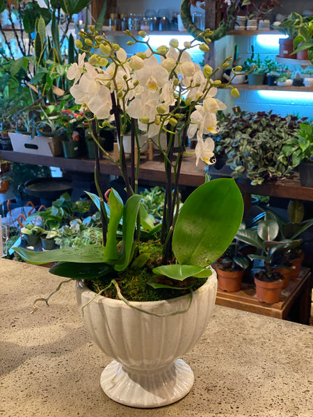 Elegant Orchids garden