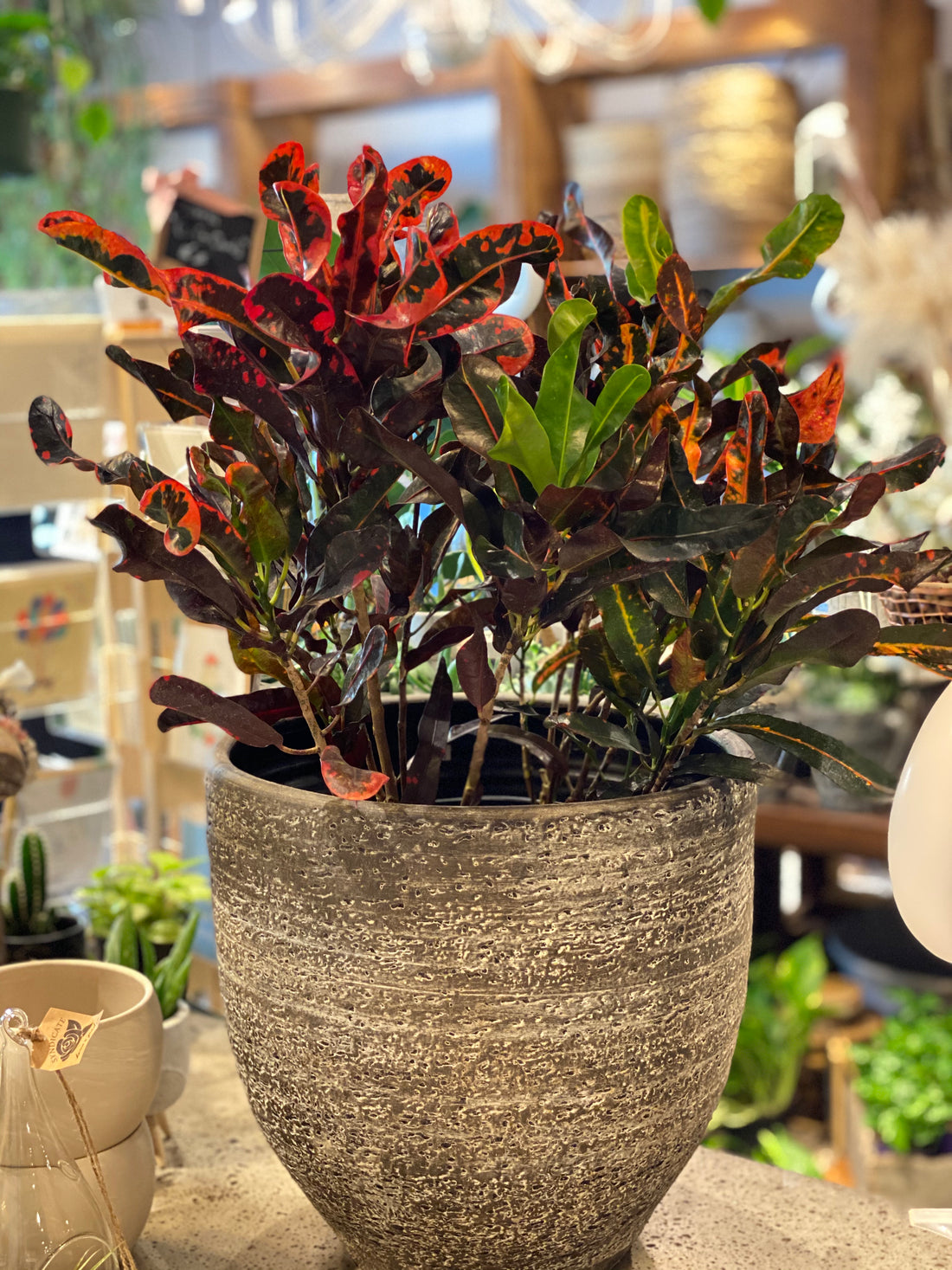 Croton Petra