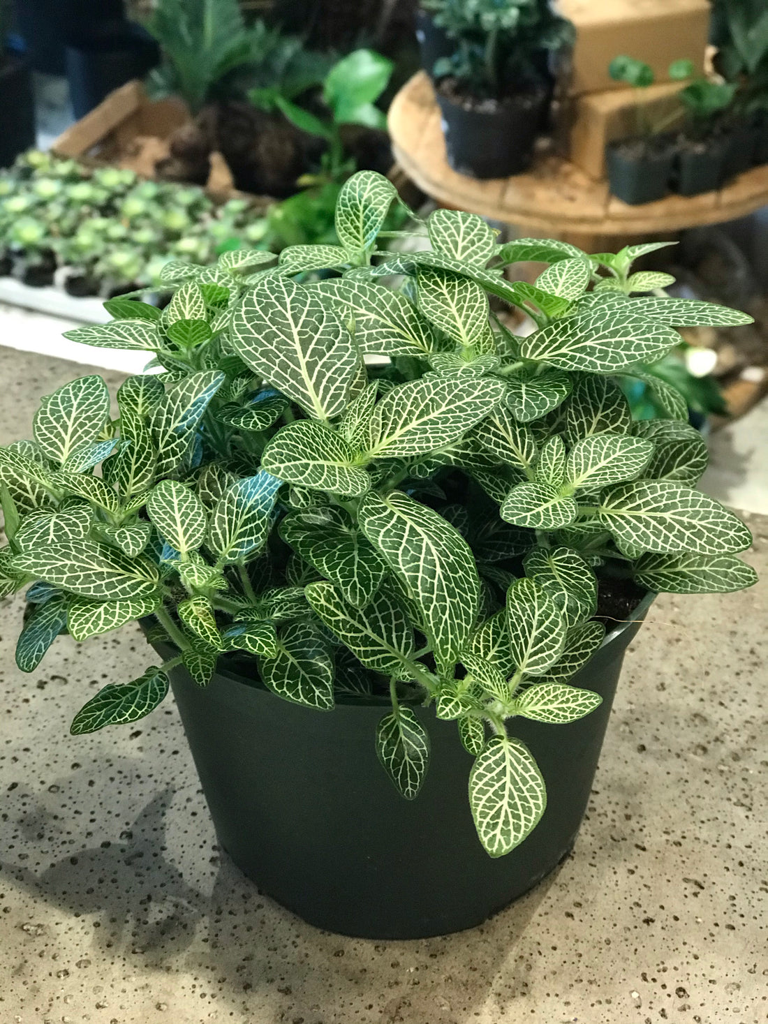 Fittonia (Various Sizes and Colours)