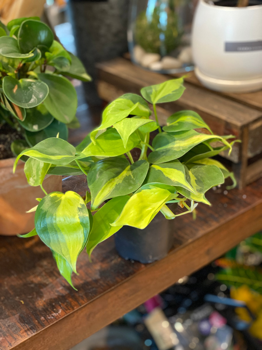 Philodendron Brasil (Various sizes)