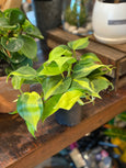 Philodendron Brasil