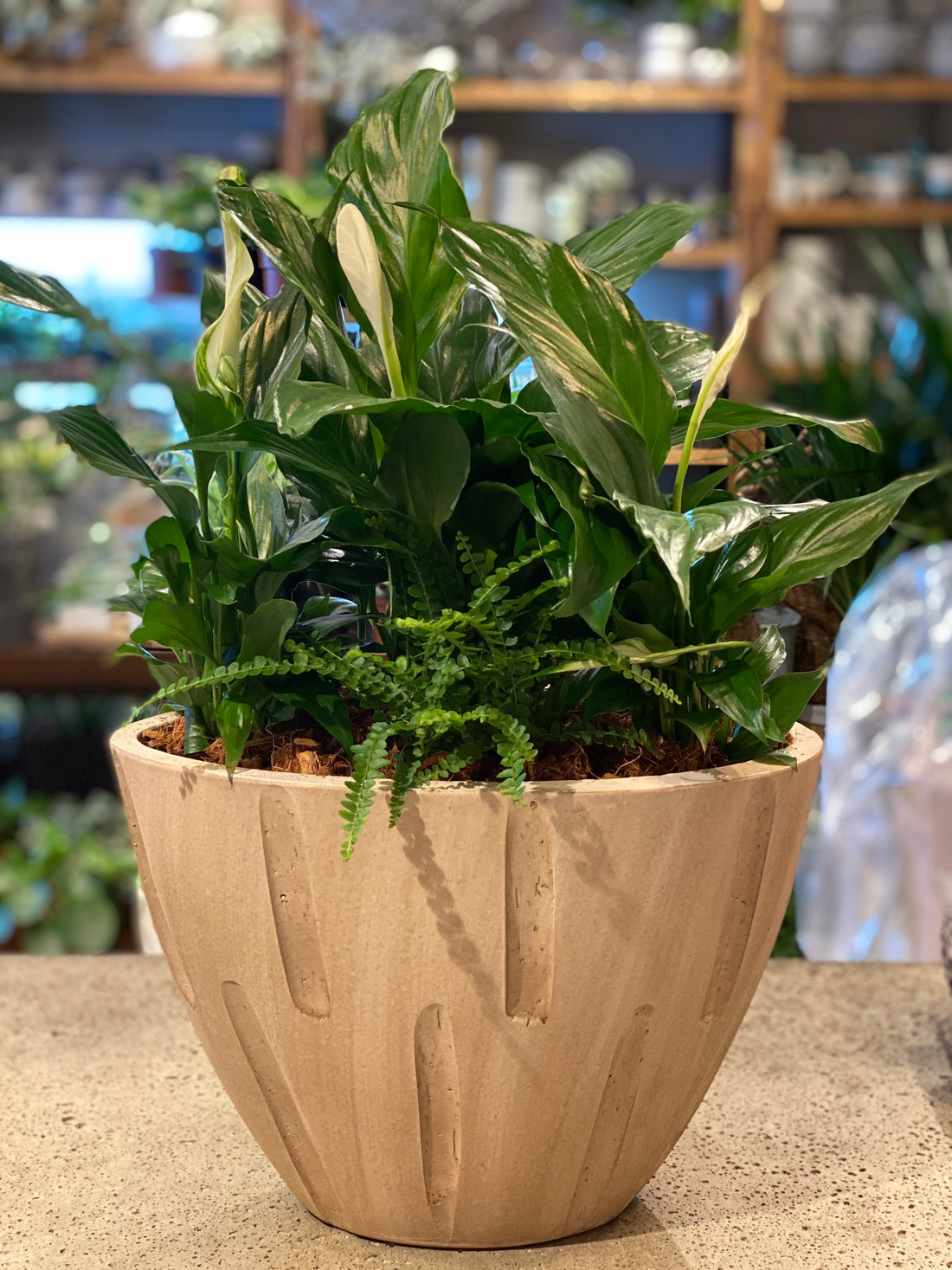 Peace Lily Planter