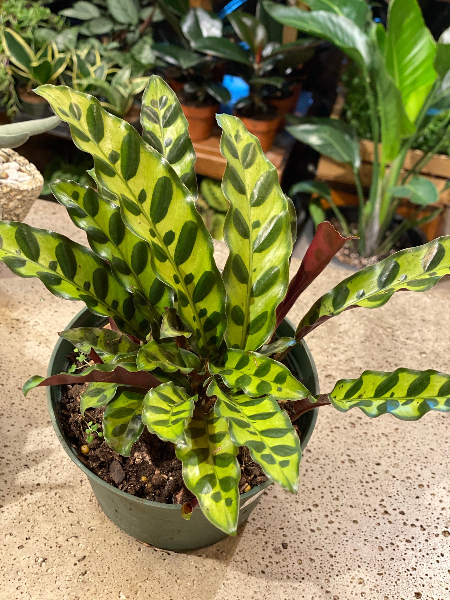 Calathea Rattlesnake