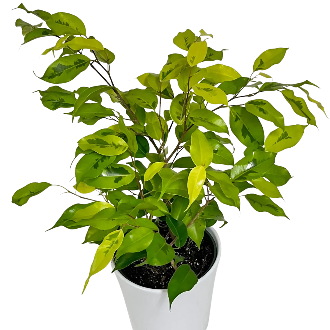 Benjamina Ficus