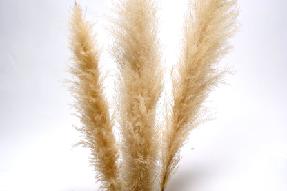 Pampas