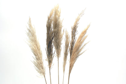 Pampas