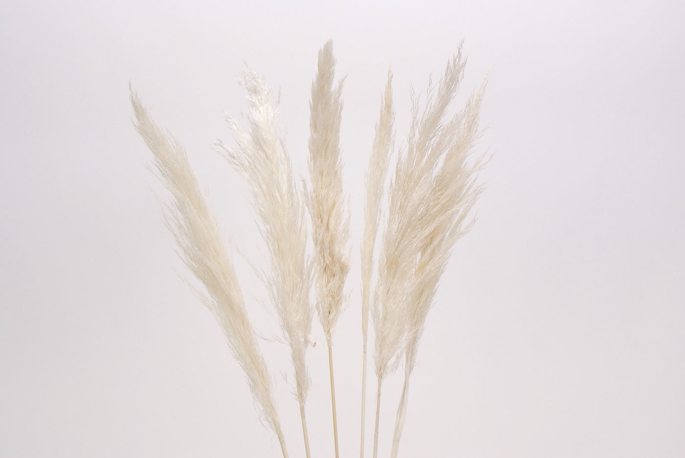 Pampas