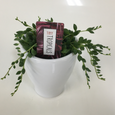 Tiny Tropical in ceramic pot